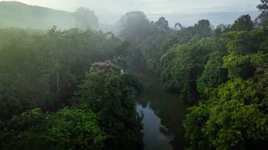 Tropikal yağmur ormanı sabah sisli nehir doğası manzaralı hava manzaralı