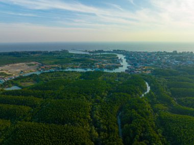 Hava tropikal mangrov orman nehri sabah güneşinin doğduğu yer.