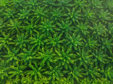 Hava manzaralı palmiye ağacı fidanlığı sabah güneşi yeşil ağaç desenli tarım doğa endüstrisi