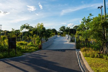 Şehir parkındaki yol. Yeşil ağaç ormanı. Gün batımı.