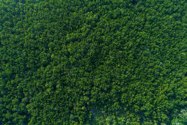 Ekoloji sistemi yeşil arka plan tropikal mangrov orman dokusu deniz körfezi havası manzarası