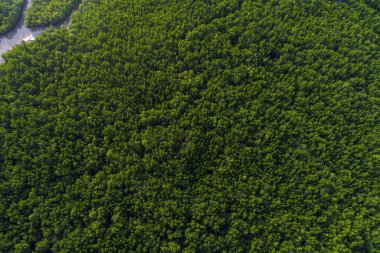 Ekoloji sistemi yeşil arka plan tropikal mangrov orman dokusu deniz körfezi havası manzarası