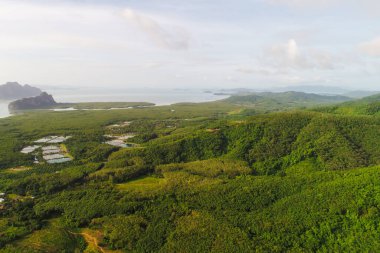 Ekoloji sistemi yeşil arka plan tropikal mangrov orman dokusu deniz körfezi havası manzarası