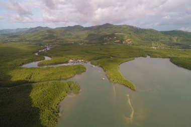 Ekoloji sistemi yeşil arka plan tropikal mangrov orman dokusu deniz körfezi havası manzarası
