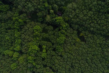 Hava görüntüsü yeşil tropikal yağmur ormanları ekoloji sistemi arka plan doğa manzarası