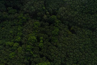 Hava görüntüsü yeşil tropikal yağmur ormanları ekoloji sistemi arka plan doğa manzarası
