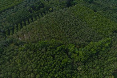 Hava görüntüsü yeşil tropikal yağmur ormanları ekoloji sistemi arka plan doğa manzarası