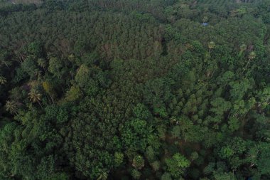 Hava görüntüsü yeşil tropikal yağmur ormanları ekoloji sistemi arka plan doğa manzarası