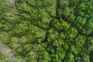 Hava görüntüsü yeşil tropikal yağmur ormanları ekoloji sistemi arka plan doğa manzarası