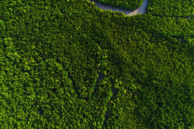Ekoloji sistemi yeşil arka plan tropikal mangrov orman dokusu deniz körfezi havası manzarası