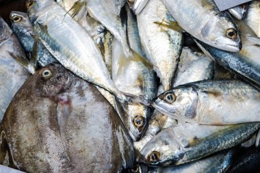 Balıkçılık pazarında taze balık çeşitleri satılıyor.