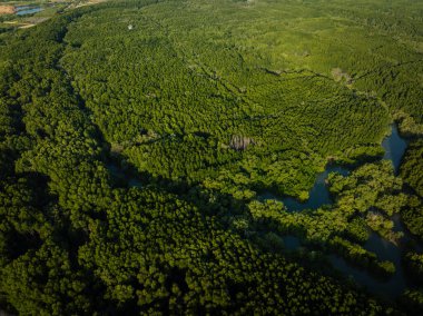 Hava tropikal mangrov orman nehri sabah güneşinin doğduğu yer.