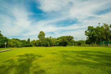 Şehir ağacı ormanlarında yeşil çayır taneleri halk parkında sabah güneşinin doğduğu doğa manzarası
