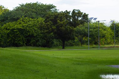 Yeşil çayır şehir parkı. Ağaç ormanı seçici odak noktası bulanık.