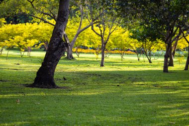 Şehir parkında ağaç ormanı olan yeşil çayır güneşli gün manzarası