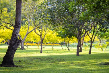 Şehir parkında yeşil çayır çimenleri Sabah aydınlığı doğa manzarası