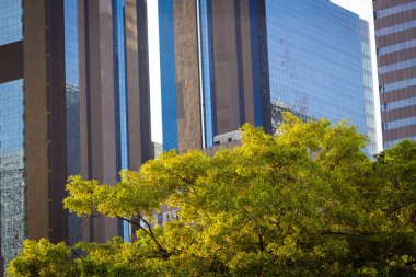 Şehir merkezindeki ofis binasıyla yeşil ağaç yaprağı. Gün doğumu doğası ve metropolistik iş endüstrisi.