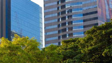 Şehir merkezindeki ofis binasıyla yeşil ağaç yaprağı. Gün doğumu doğası ve metropolistik iş endüstrisi.
