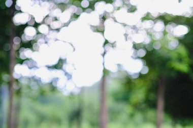 Bulanık şehir yeşil ağaç parkı. Parlak güneş ışığı. Tazelik.