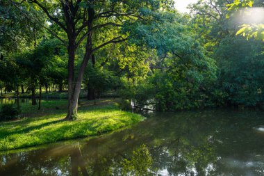 Yeşil tropikal orman parkı gölet güneşi güneşli gökyüzü manzarası