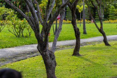 Şehir parkında yeşil çayır çimenleri Sabah aydınlığı doğa manzarası