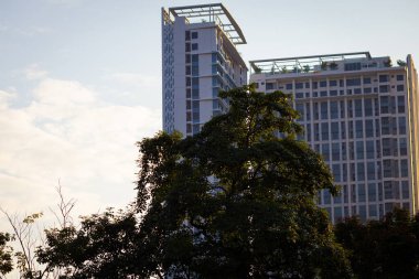 Şehir merkezindeki ofis binasıyla yeşil ağaç yaprağı. Gün doğumu doğası ve metropolistik iş endüstrisi.