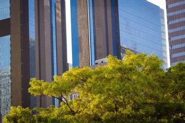 Şehir merkezindeki ofis binasıyla yeşil ağaç yaprağı. Gün doğumu doğası ve metropolistik iş endüstrisi.