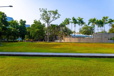 Şehir parkındaki yeşil çayır çimen arka plan güneş ışığı doğa manzarası