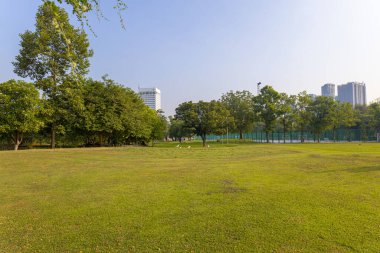 Şehir parkındaki yeşil çayır çimen arka plan güneş ışığı doğa manzarası