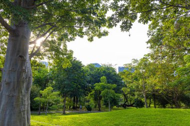 Şehir yeşil tropikal yağmur ormanlarındaki büyük ağaç yeşil park manzarası