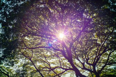 Big tree in city public park green grass background sunny day clipart