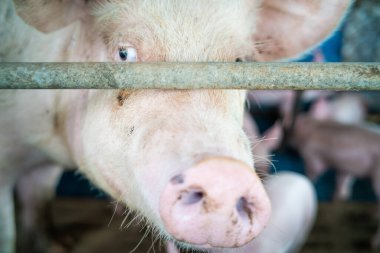 Çiftlik hayvanları geleneksel çiftlik hayvanları endüstrisinde domuz yavrusu grubu.