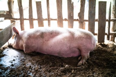 Çiftlik hayvanları geleneksel çiftlik hayvanları endüstrisinde domuz yavrusu grubu.