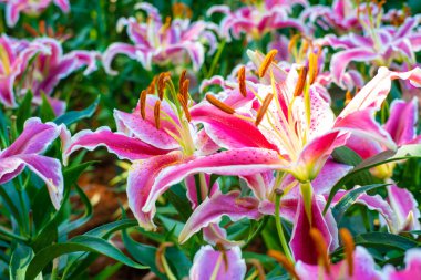 Pembe zambak bahçesi çiçek baharı doğa parkı