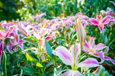 Pembe zambak bahçesi çiçek baharı doğa parkı
