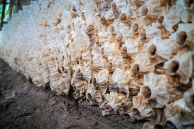 Geleneksel mantarlar beyaz Portobello ve kırsal kesimdeki şampiyon kürek fabrikası