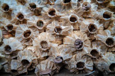 Geleneksel mantarlar beyaz Portobello ve kırsal kesimdeki şampiyon kürek fabrikası