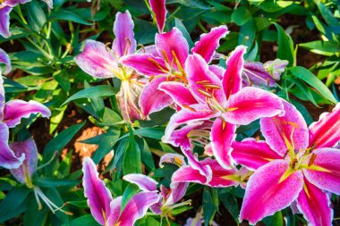 Açık havada çiçek açan pembe zambak, kış çiçeği, yeşil yaprak arka planda.