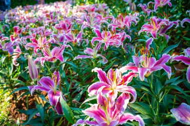 Açık havada çiçek açan pembe zambak, kış çiçeği, yeşil yaprak arka planda.