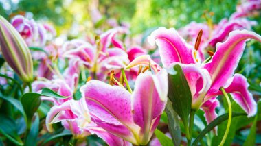 Açık havada çiçek açan pembe zambak, kış çiçeği, yeşil yaprak arka planda.