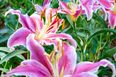 Açık havada çiçek açan pembe zambak, kış çiçeği, yeşil yaprak arka planda.