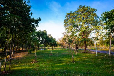 Akşam üstü açık mavi gökyüzü, yeşil çayır çimenleri, ağaç ormanı şehri, halk parkı, doğa yeşili arka plan.