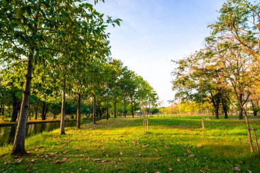 Akşam üstü açık mavi gökyüzü, yeşil çayır çimenleri, ağaç ormanı şehri, halk parkı, doğa yeşili arka plan.