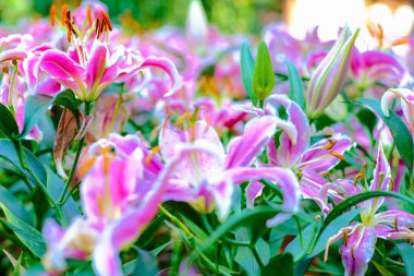 Botanik bahçesinde renkli pembe zambak çiçeği seçici odak noktasını kapat