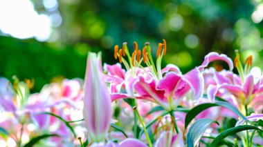 Botanik bahçesinde renkli pembe zambak çiçeği seçici odak noktasını kapat