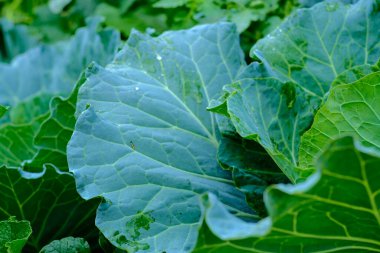 Yeşil yapraklı süslü lahana kafası. Çiğ gıda. Vitamin yiyeceği.