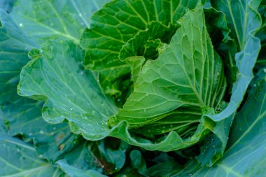 Yeşil yapraklı süslü lahana kafası. Çiğ gıda. Vitamin yiyeceği.