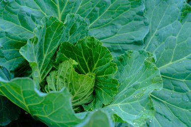 Yeşil yapraklı süslü lahana kafası. Çiğ gıda. Vitamin yiyeceği.