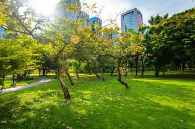 Şehir ağacı ormanlarında yeşil çayır taneleri halk parkında sabah güneşinin doğduğu doğa manzarası