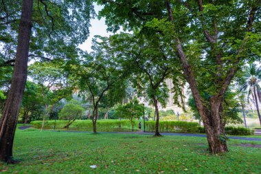 Şehir parkında tropik yağmur ormanları yeşil çayır çimenleri. Gün ışığı ve doğal manzara.